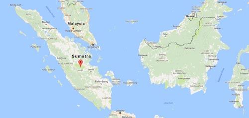 What makes Sumatran beans so special